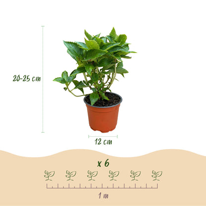 Hortensia macrophylla Rose en pot, dimensions (20-25 cm de haut, pot 12 cm) et espacement de plantation (1 m) pour un lot de 6.