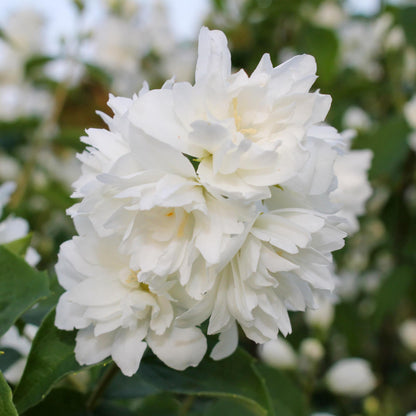 Jasmin des paysans Philadelphus Snowbelle : gros plan sur un bouquet de fleurs blanches doubles, luxuriantes et délicates.