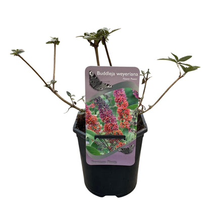 Buddleja davidii Flower Power, buisson à papillons avec fleurs orange et violettes, dans un pot de 17cm, hauteur 30cm, sur fond blanc.