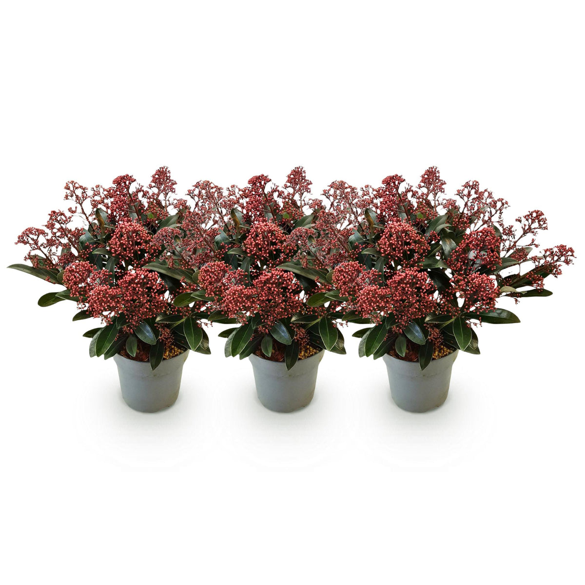 Skimmia 'Rubella' - lot de 3 plants en pot de 15 cm
