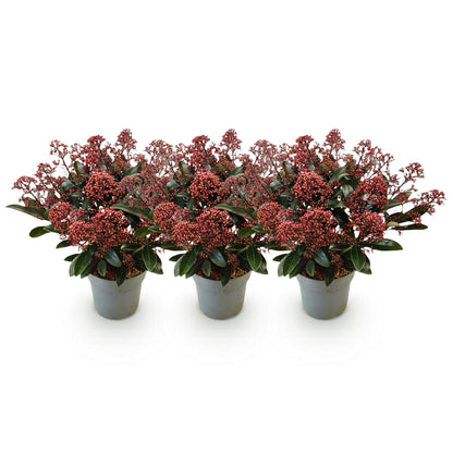 Skimmia 'Rubella' - lot de 3 plants en pot de 15 cm