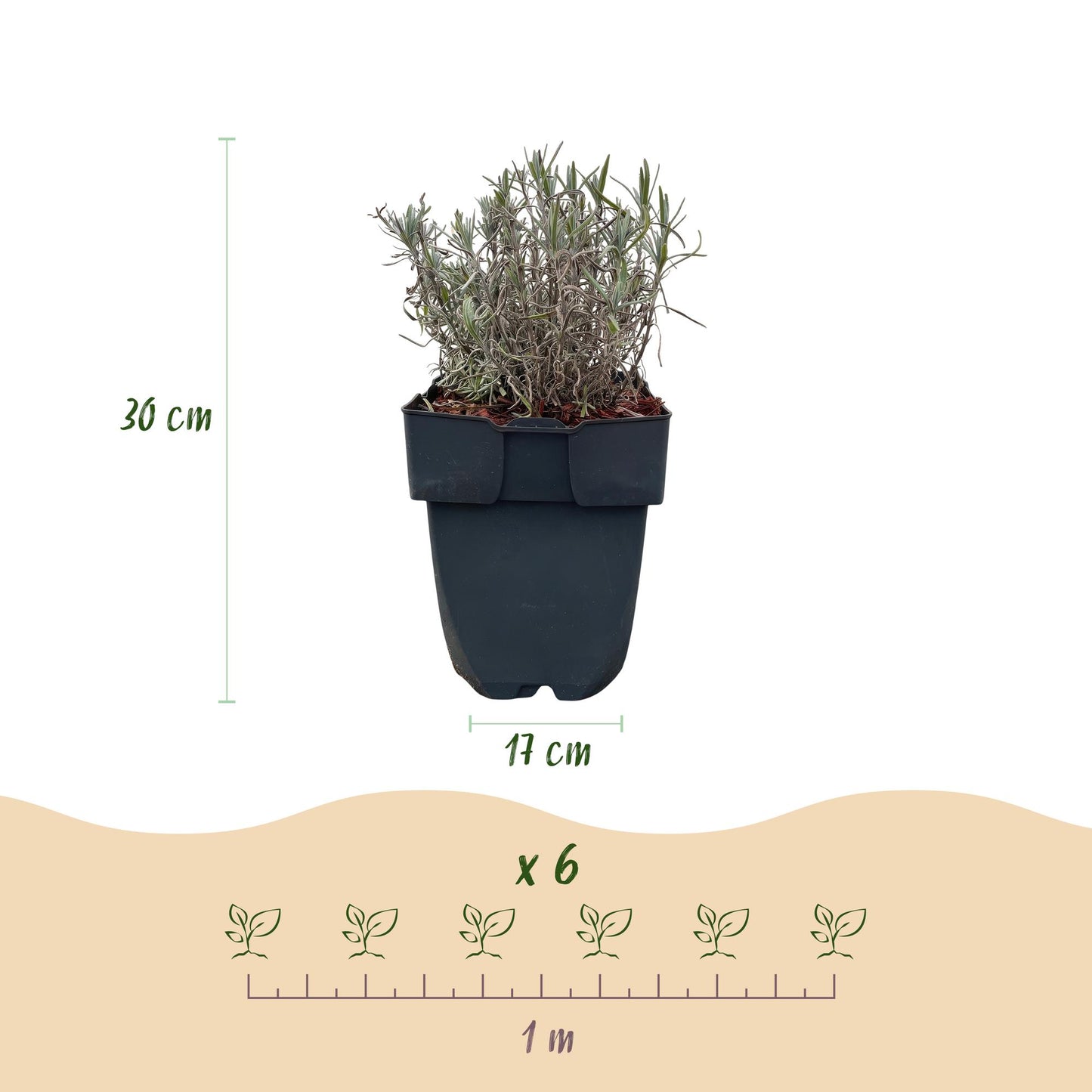 Lavandula angustifolia Hidcote : schéma indiquant la hauteur de 30 cm et le pot de 17 cm, ainsi que 6 plants pour 1 mètre linéaire.