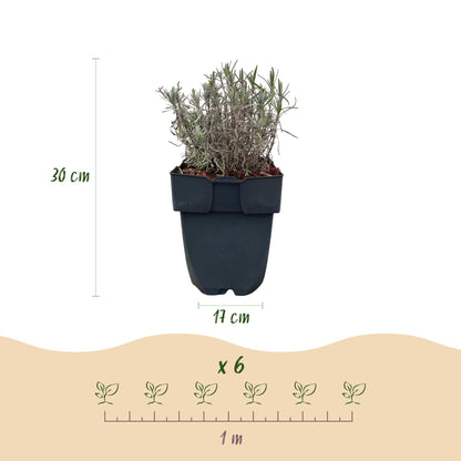 Lavandula angustifolia Hidcote : schéma indiquant la hauteur de 30 cm et le pot de 17 cm, ainsi que 6 plants pour 1 mètre linéaire.