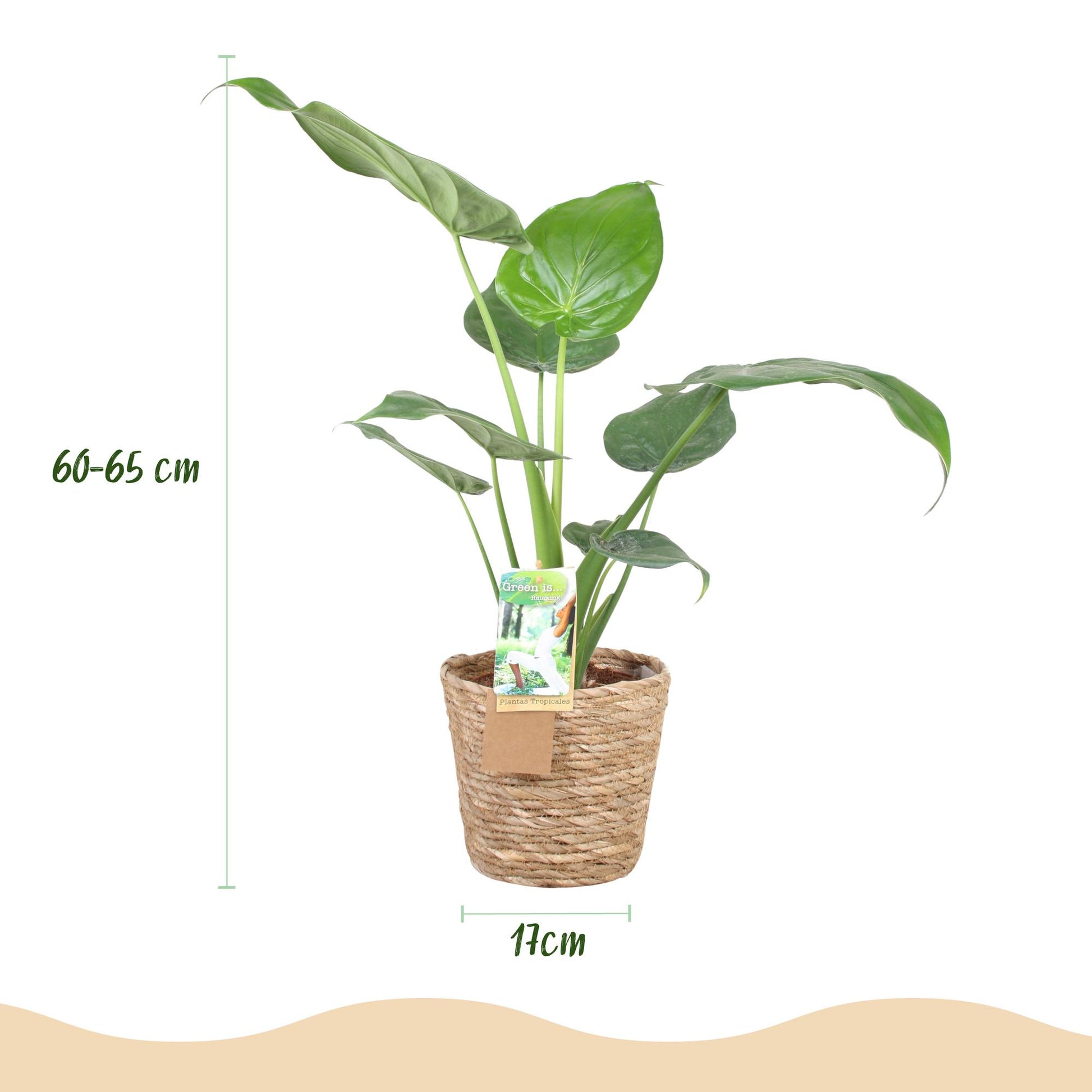 Plantes d'intérieur - Alocasia Cucullata - Main de Bouddha - Peu d'entretien - avec panier - Vert - 1 Plante - Pot 17cm - Hauteur 60-65cm