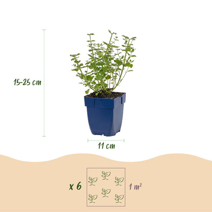 Dimensions de la Népéta 'Walker's Low' en pot de 11 cm