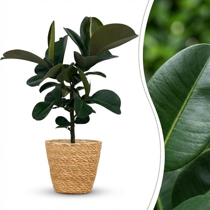 Plante d'intérieur - Plante caoutchouc - Ficus Elastica Cloe - Vert - Peu d'entretien - 1 Plante - avec Panier - Pot 19cm - Hauteur 65cm