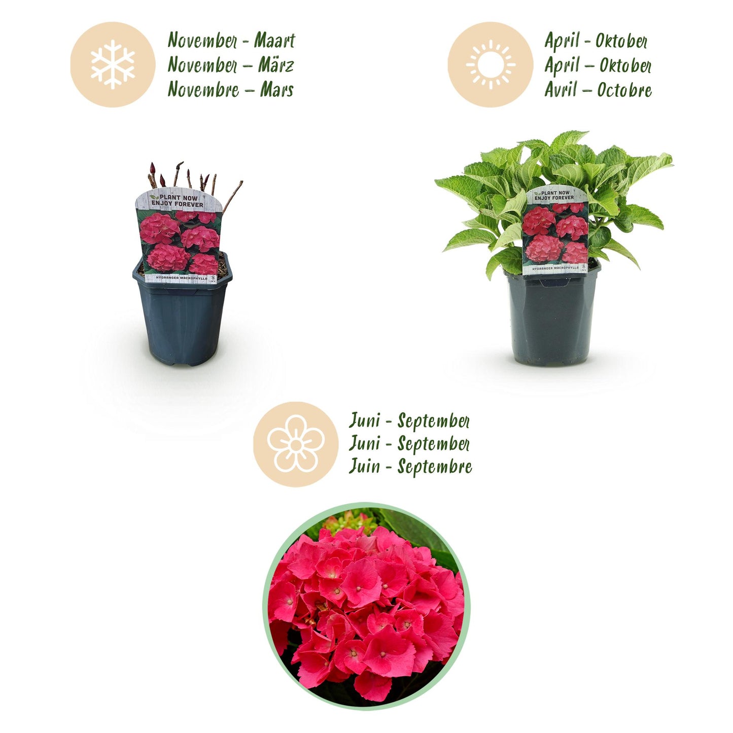 Hortensia de jardin (Hydrangea macrophylla), arbuste fleuri rustique, Pot 17 cm, Hauteur 30 cm