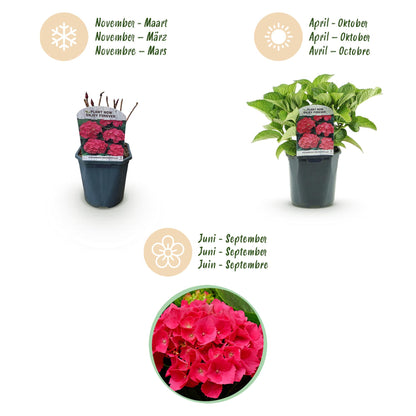 Hortensia de jardin (Hydrangea macrophylla), arbuste fleuri rustique, Pot 17 cm, Hauteur 30 cm