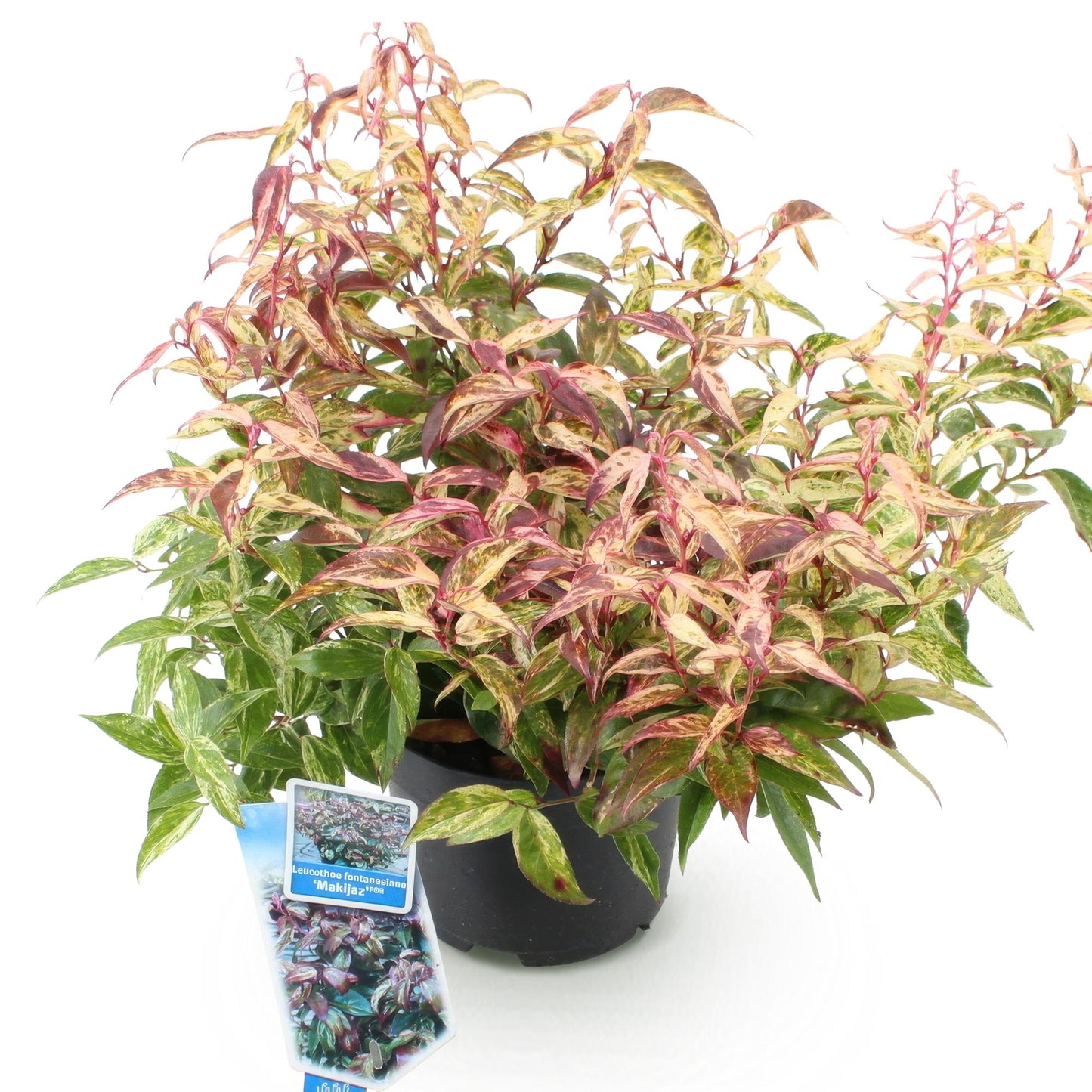 Leucothoe Makijaz. Un plant en pot avec un feuillage panaché de vert, rose et crème, sur fond blanc.