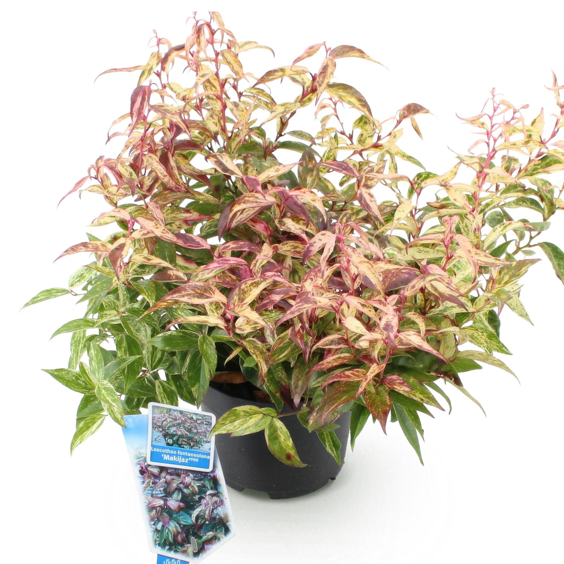 Leucothoe Makijaz. Un plant en pot avec un feuillage panaché de vert, rose et crème, sur fond blanc.