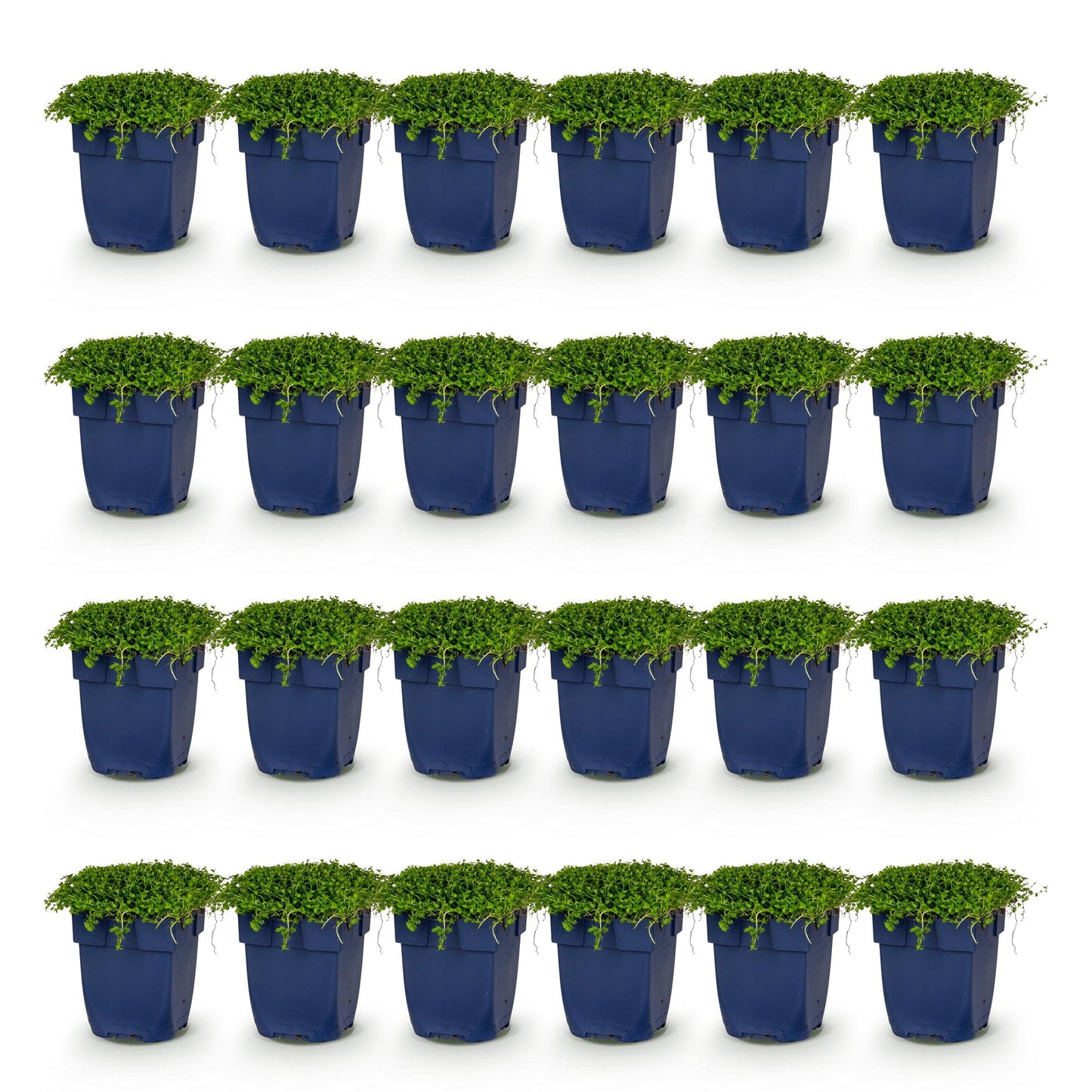 Isotoma fluviatilis. Vingt-quatre plants de fleurs étoilées en pots bleus, alignés sur fond blanc uni.