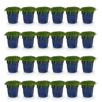Isotoma fluviatilis. Vingt-quatre plants de fleurs étoilées en pots bleus, alignés sur fond blanc uni.
