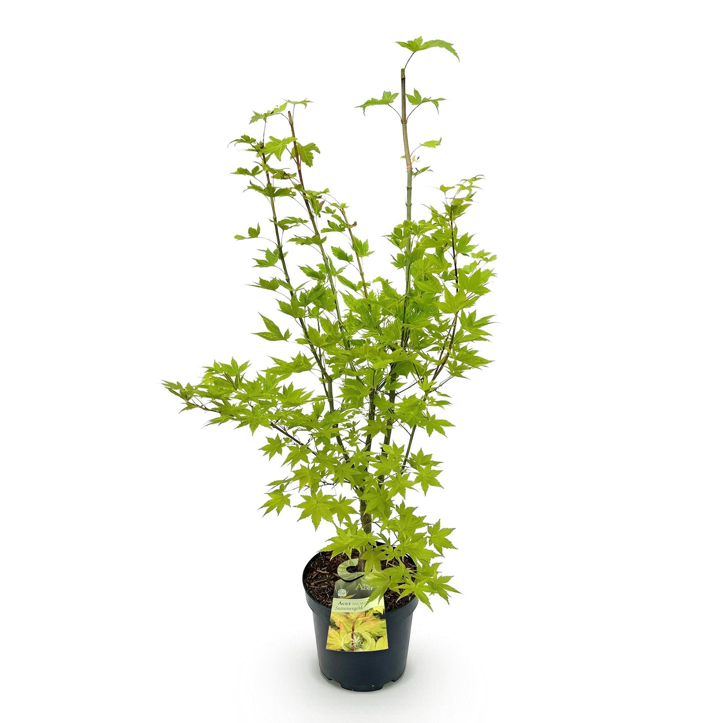 Acer palmatum Summergold, Érable japonais caduc avec feuillage vert vif en pot noir, prêt à être planté.