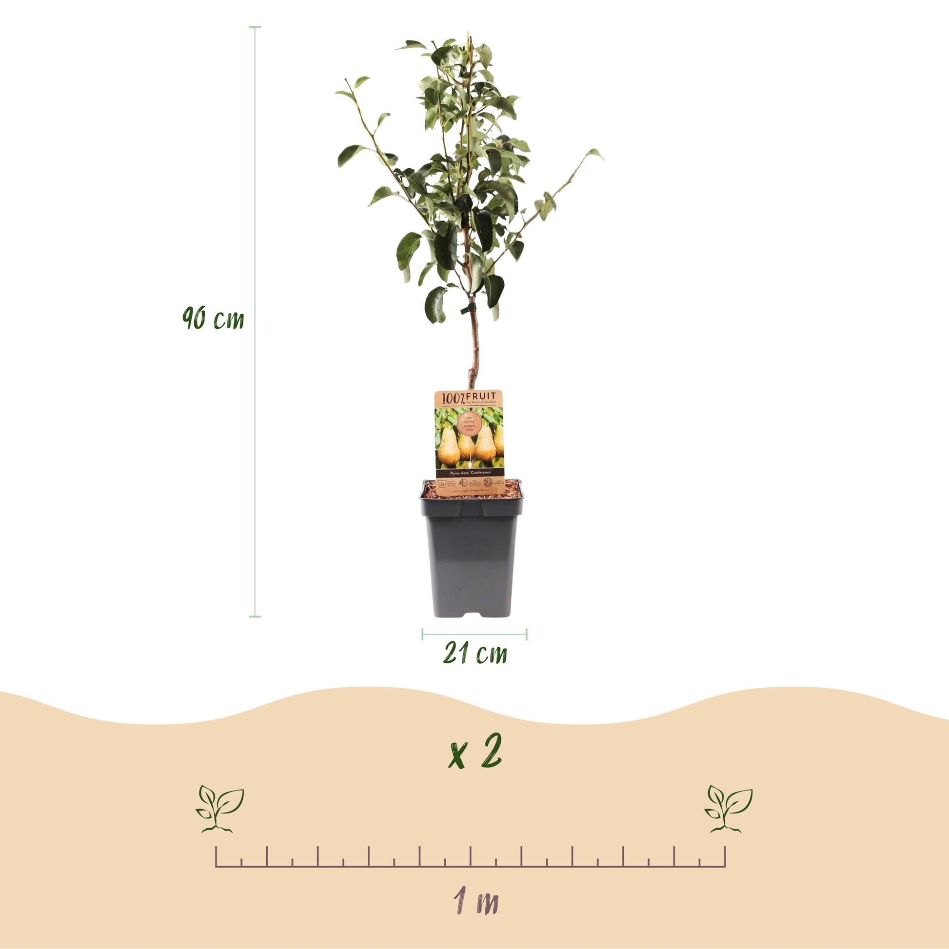 Poirier Conférence. Arbre fruitier avec ses dimensions (90 cm de haut, pot de 21 cm) et son espacement de plantation (1m).