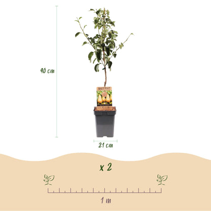 Poirier Conférence. Arbre fruitier avec ses dimensions (90 cm de haut, pot de 21 cm) et son espacement de plantation (1m).