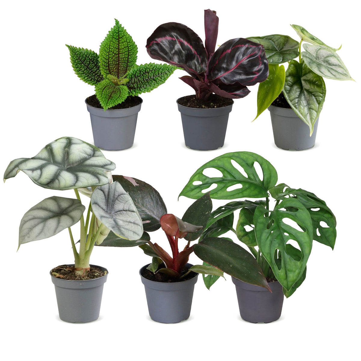 Bébés plantes tropicales en pot de 6 cm, 6 plantes, sans cache-pot