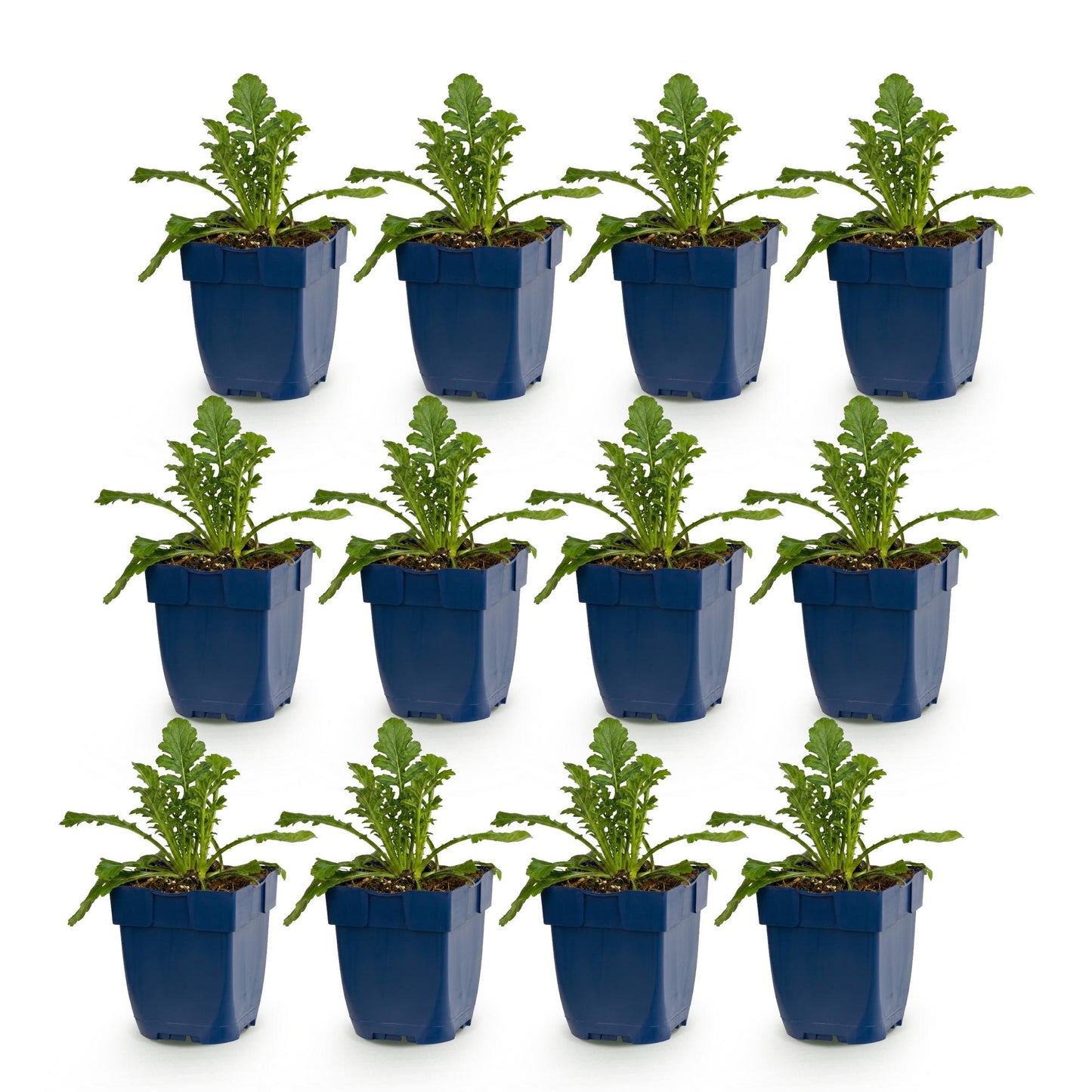 Scabiosa col. Butterfly Blue - Fleur de pigeon : lot de 12 jeunes plants verts en pots bleus, pour attirer abeilles et papillons.