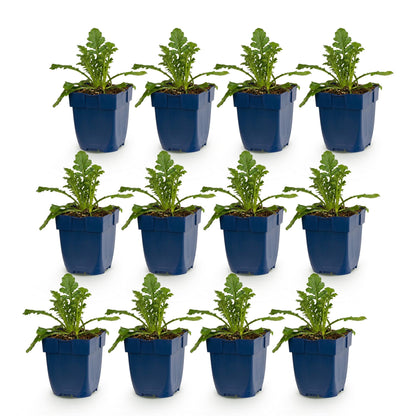 Scabiosa col. Butterfly Blue - Fleur de pigeon : lot de 12 jeunes plants verts en pots bleus, pour attirer abeilles et papillons.
