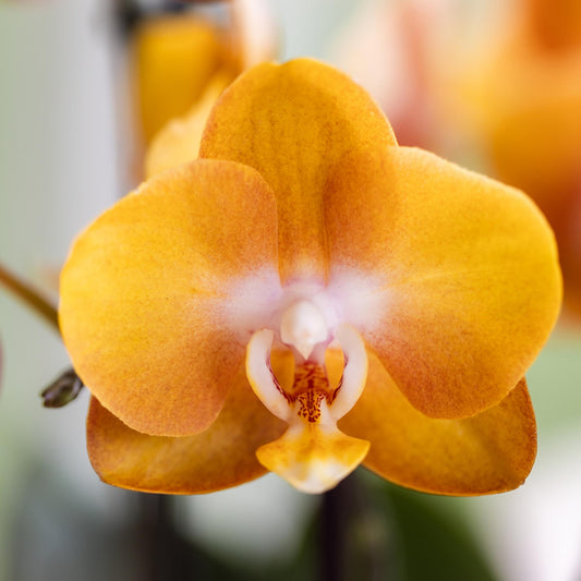 Orchidée Phalaenopsis 'Jewel Las Vegas' orange (Phalaenopsis) - Pot 12 cm