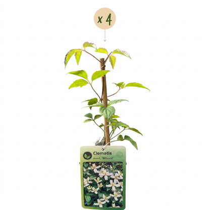 Clématite de montagne de Wilson (Clematis montana) - grimpante parfumée