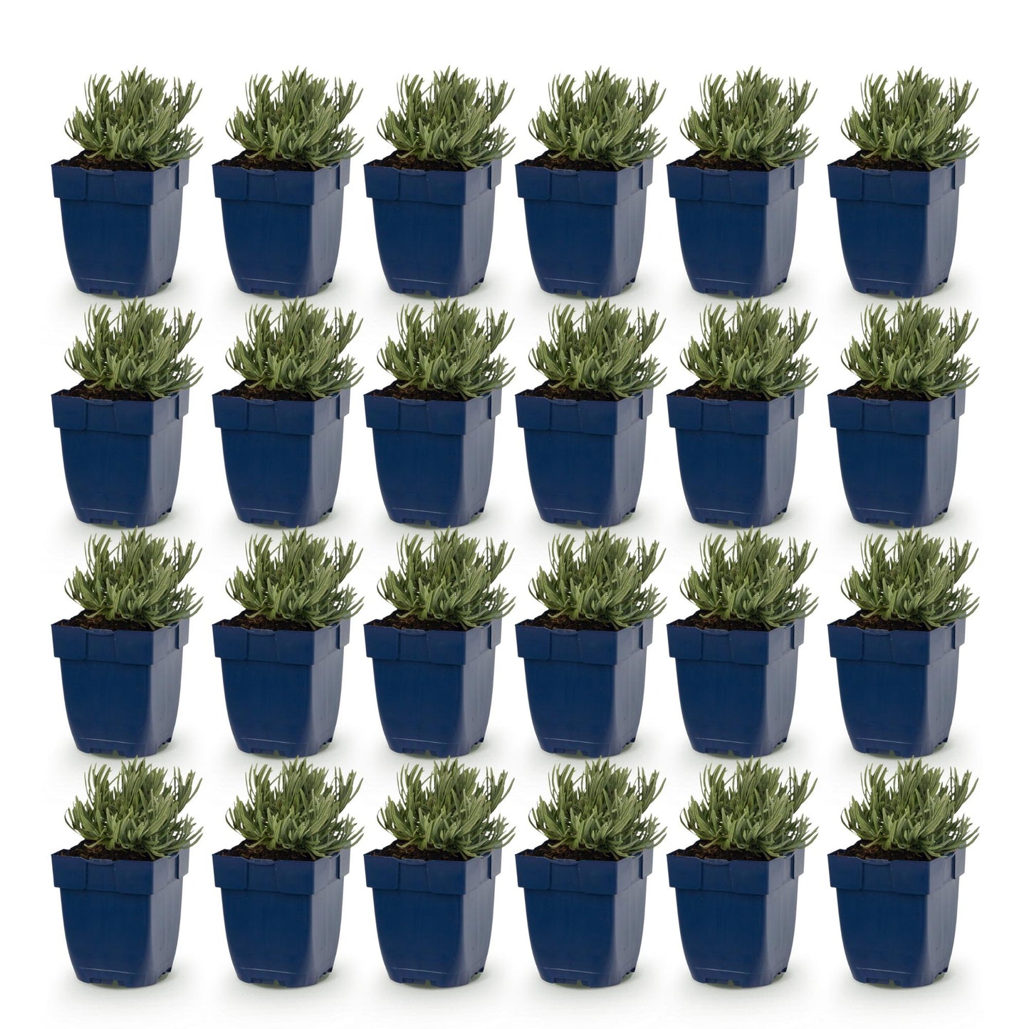 Lavande Lavandula ang. Edelweiss. Vue d'un lot de 24 jeunes plants en pots bleus, alignés sur un fond blanc uni, prêts à être plantés.