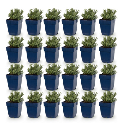Lavande Lavandula ang. Edelweiss. Vue d'un lot de 24 jeunes plants en pots bleus, alignés sur un fond blanc uni, prêts à être plantés.