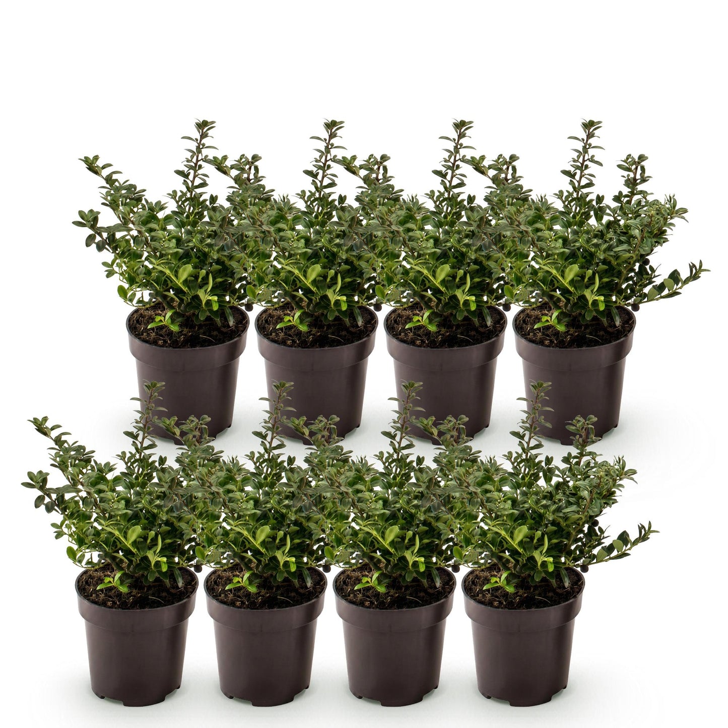 Ilex crenata Stokes en pot de 9cm. Huit jeunes plants de houx japonais aux feuilles persistantes sur fond blanc, prêts à être plantés.