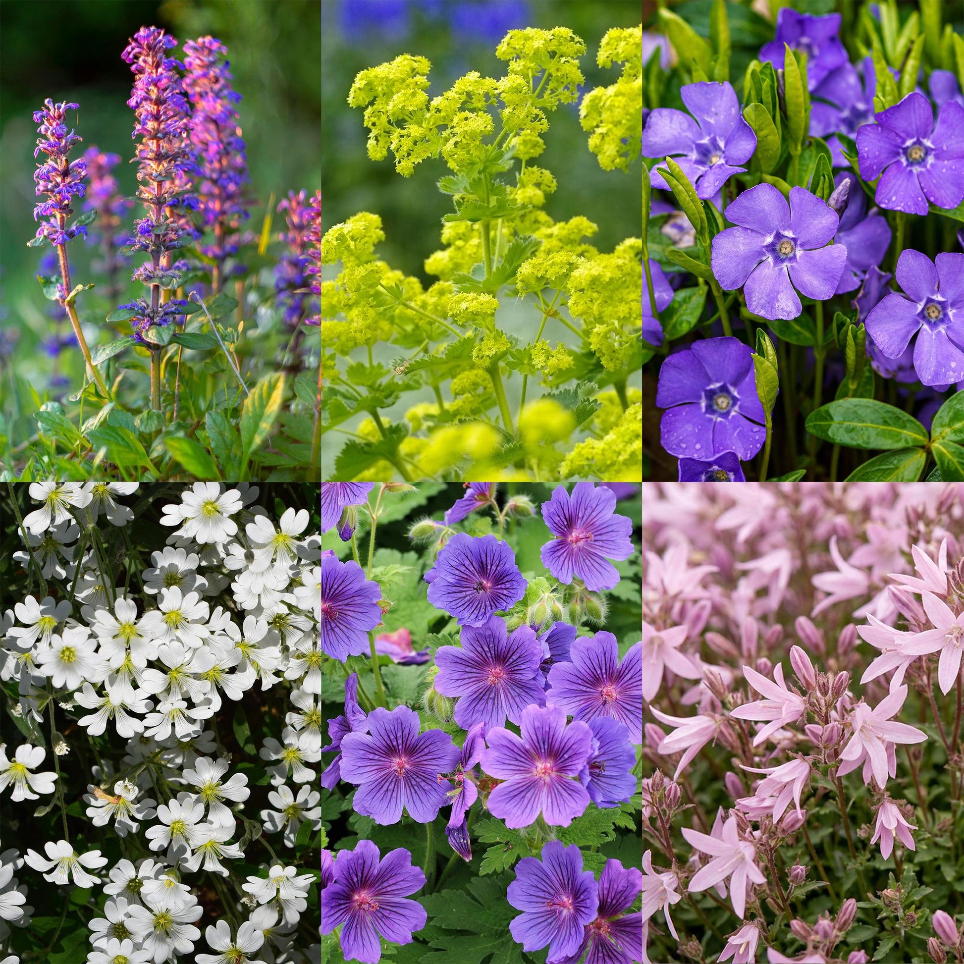 Plante vivace. Gros plans d'une sélection de six variétés différentes, aux fleurs violettes, jaunes, blanches et roses. Idéal pour un massif