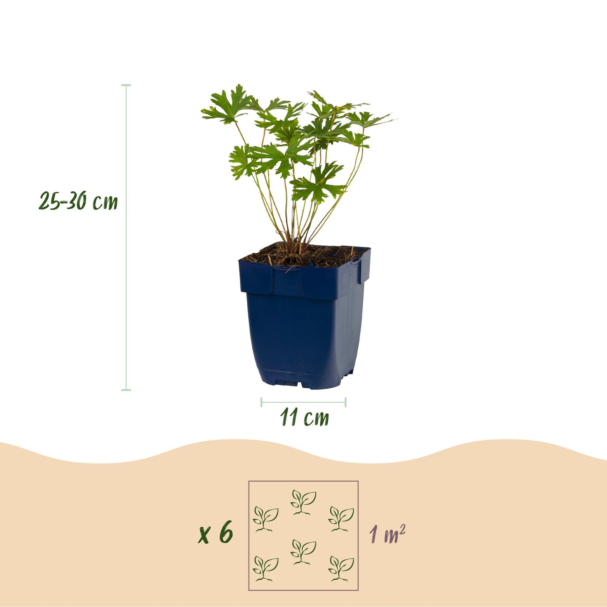 Plante vivace en pot de 11 cm, mesurant 25-30 cm de haut. Schéma indiquant 6 plantes pour 1 m².