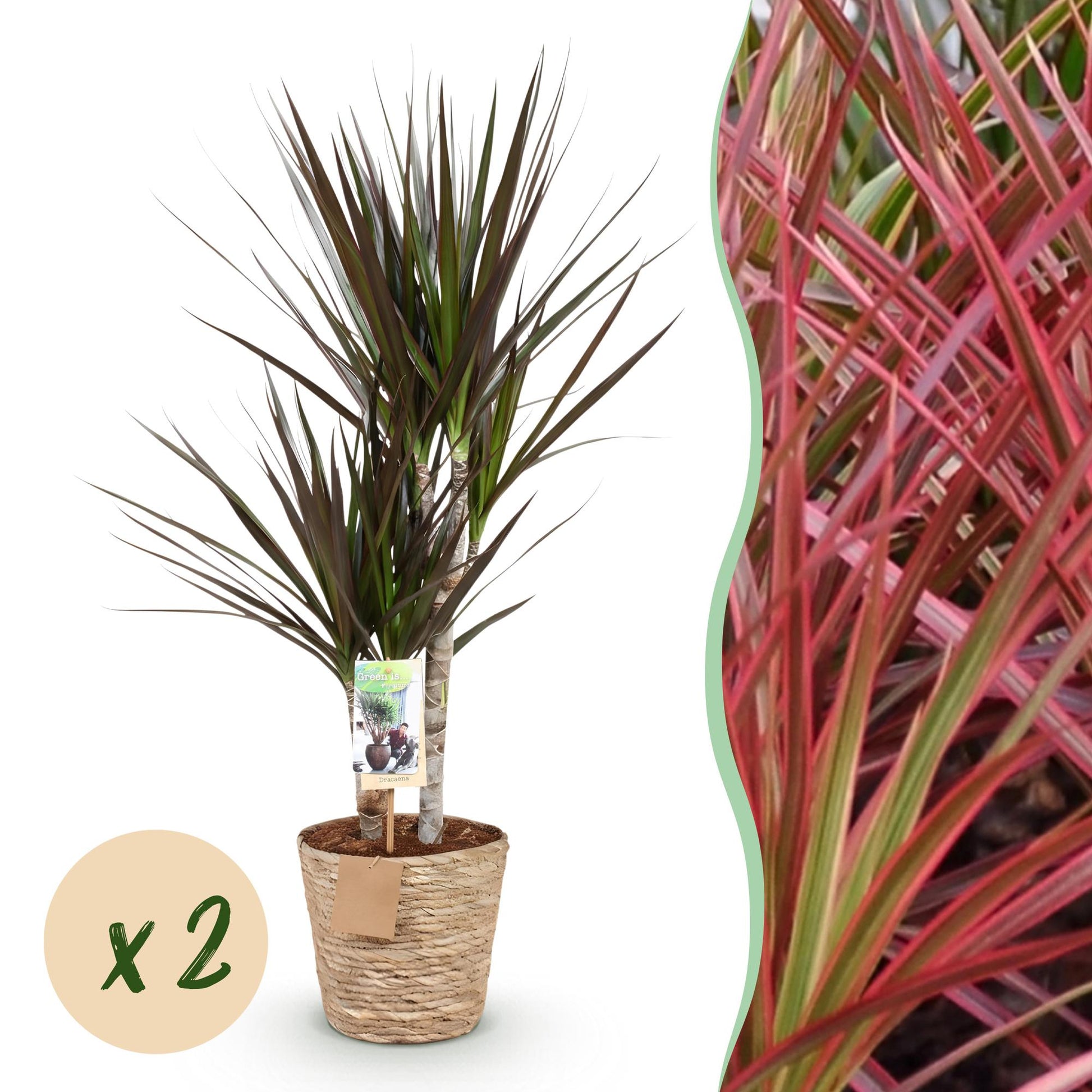 Un Dracaena Magenta en pot tressé, ses feuilles fines vert foncé et marron, avec un zoom sur le feuillage rouge et vert intense
