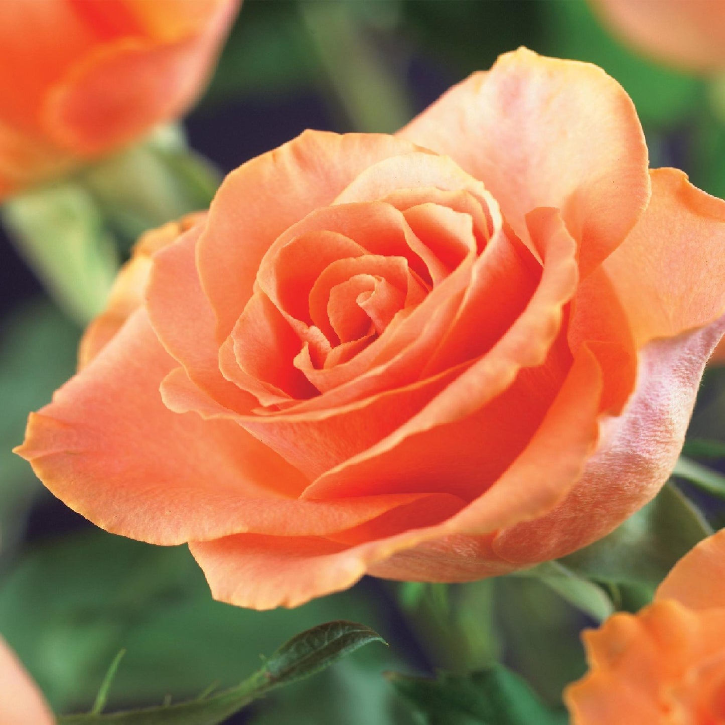 Rosa grimpante 'Red Climber' : Gros plan d'une fleur de rosier grimpant aux pétales d'un orange pêche délicat.