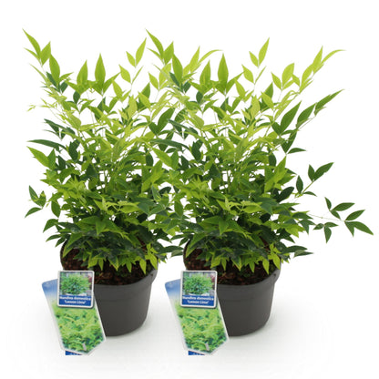 Nandina Lemon & Lime : deux plants en pot de 17 cm, hauteur 45 cm, avec un feuillage persistant jaune vif, sur fond blanc uni.