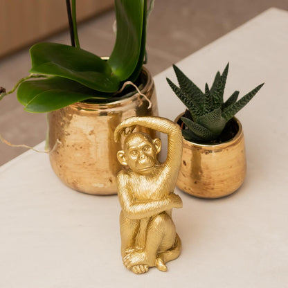 Orchidée Phalaenopsis 'Amabilis' blanche + cache-pot doré chic - Pot 9 cm - Hauteur 40 cm