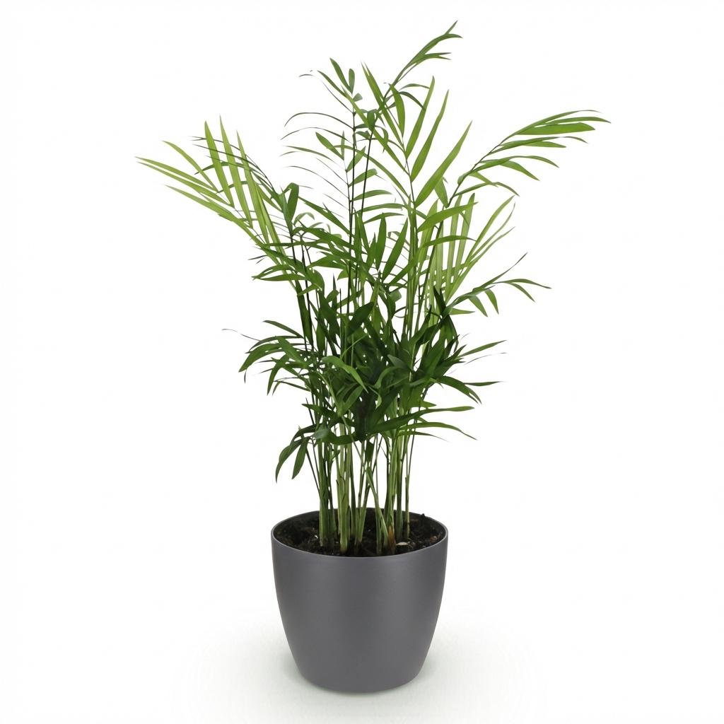 Plante d'intérieur - Chamaedorea elegans - Palmier en or - Plante amicale pour les animaux - Vert - 1 Plante - avec Pot Gris - Pot de 12cm - Hauteur de 15cm