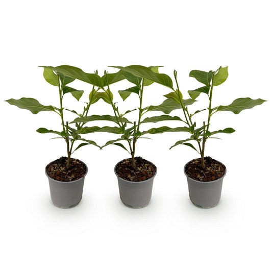 Magnolias en mélange 3 coloris - lot de 3 plants en pot de 12 cm