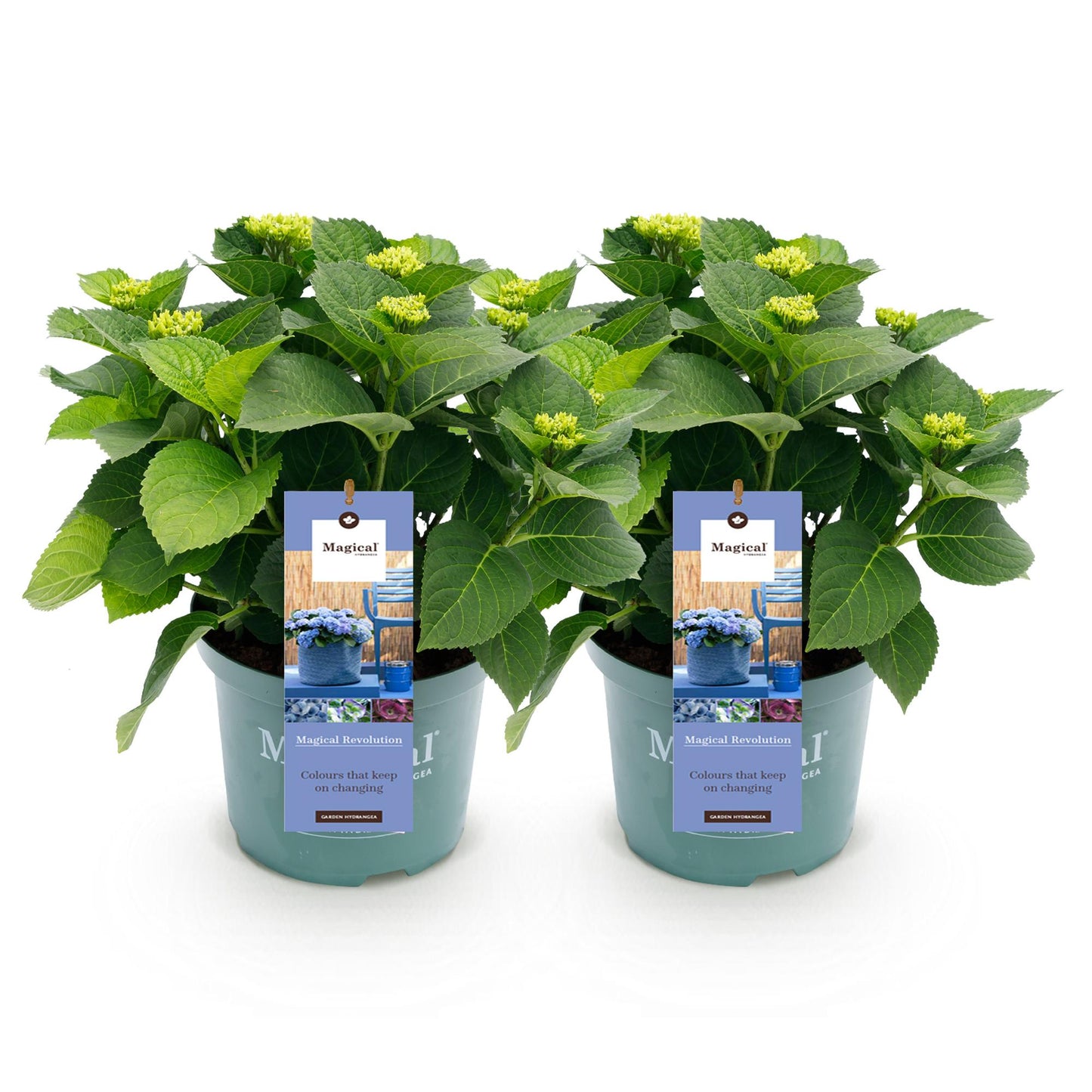 Hortensia Magical Revolution Blue : deux plants en pot avec des bourgeons vert clair et des étiquettes marketing, sur fond blanc.