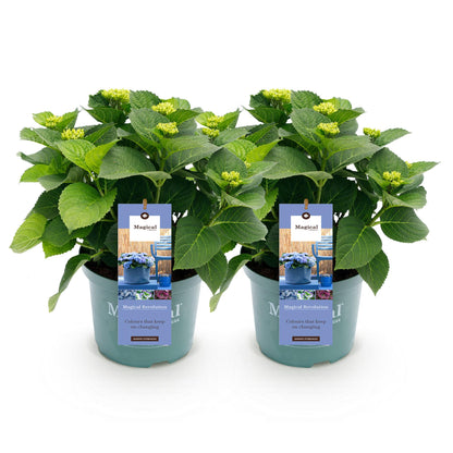Hortensia Magical Revolution Blue : deux plants en pot avec des bourgeons vert clair et des étiquettes marketing, sur fond blanc.