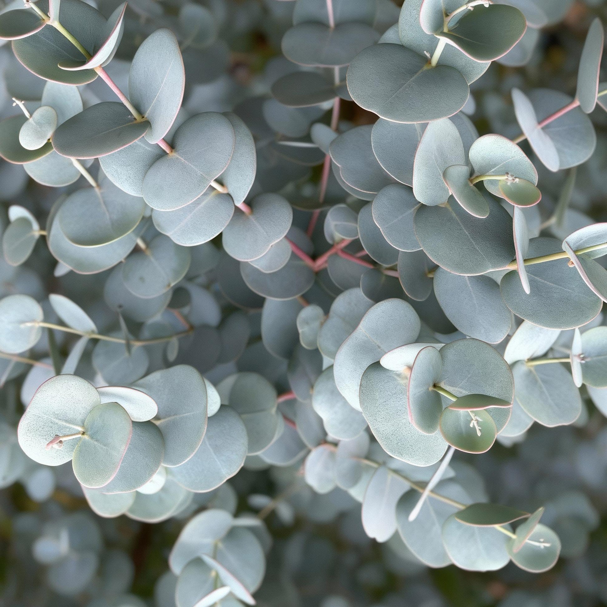 Eucalyptus gunni Azure, gros plan sur le feuillage gris-bleu persistant et les tiges rouges de la plante.