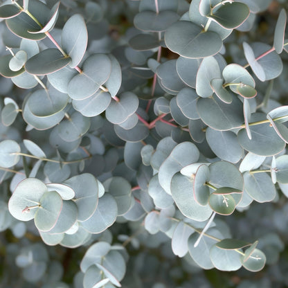 Eucalyptus gunni Azure, gros plan sur le feuillage gris-bleu persistant et les tiges rouges de la plante.