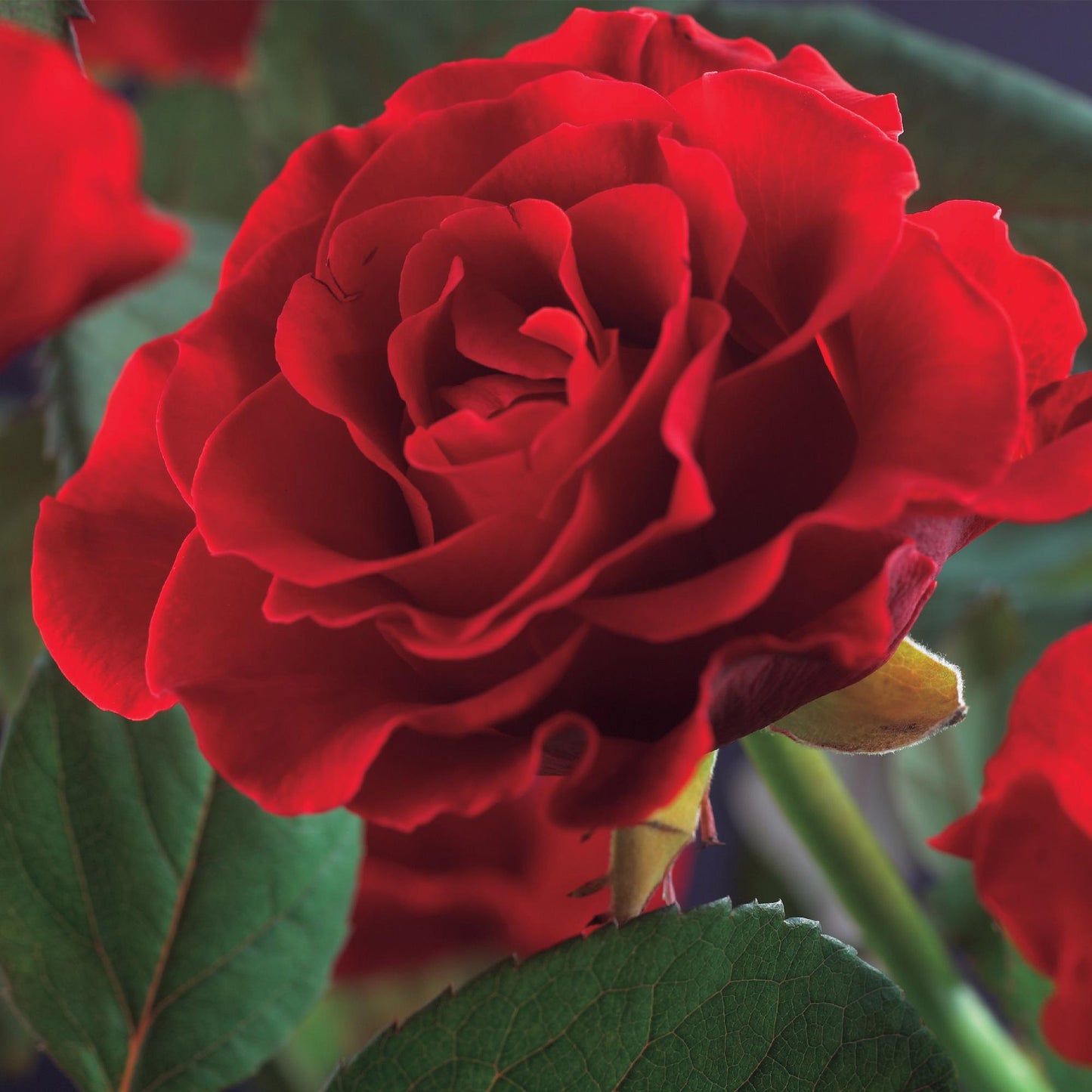 Rose grimpante Paul Scarlet Climber, gros plan sur une fleur rouge intense aux pétales délicats et un feuillage vert sombre en arrière-plan.