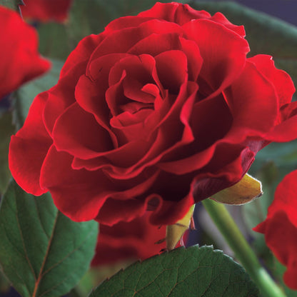 Rose grimpante Paul Scarlet Climber, gros plan sur une fleur rouge intense aux pétales délicats et un feuillage vert sombre en arrière-plan.