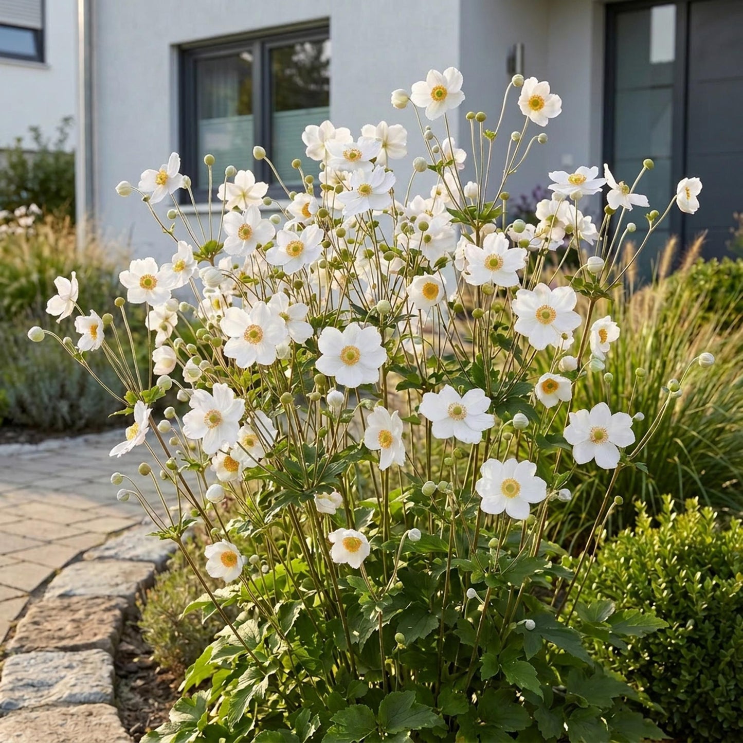 Anémone d'automne Honorine Jobert, avec ses fleurs blanches lumineuses et cœur jaune, embellit un jardin devant une maison moderne.