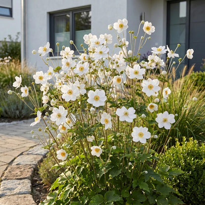 Anémone d'automne Honorine Jobert, avec ses fleurs blanches lumineuses et cœur jaune, embellit un jardin devant une maison moderne.