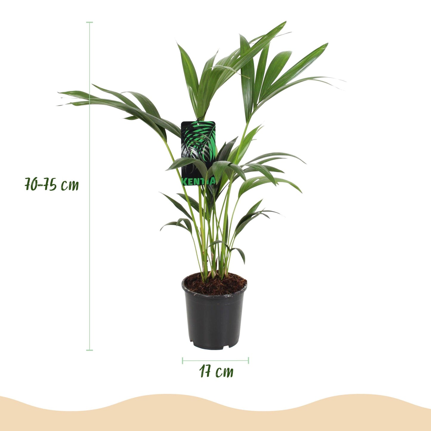 Plante d'intérieur - Howea Forsteriana - Palmier Kentia - Peu d'entretien - Vert - 1 plante - Pot 17cm - Hauteur 70-75cm