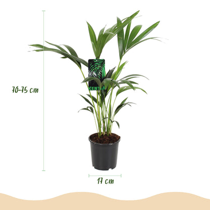 Plante d'intérieur - Howea Forsteriana - Palmier Kentia - Peu d'entretien - Vert - 1 plante - Pot 17cm - Hauteur 70-75cm