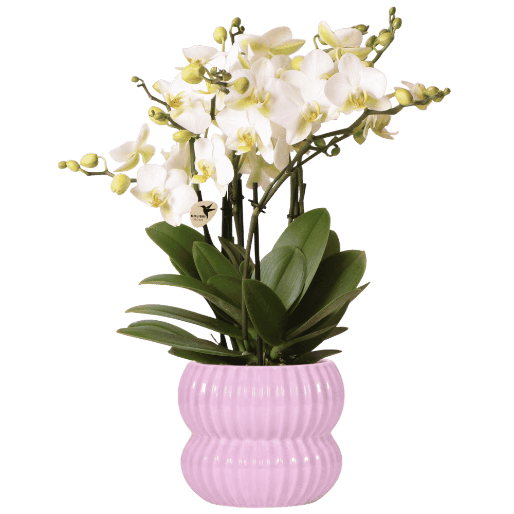 Orchidée Phalaenopsis 'Lausanne' blanche aux nombreuses fleurs, pot 12 cm
