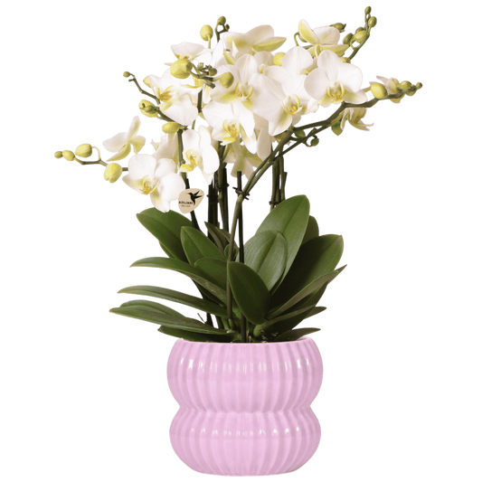 Orchidée Phalaenopsis 'Lausanne' blanche aux nombreuses fleurs, pot 12 cm