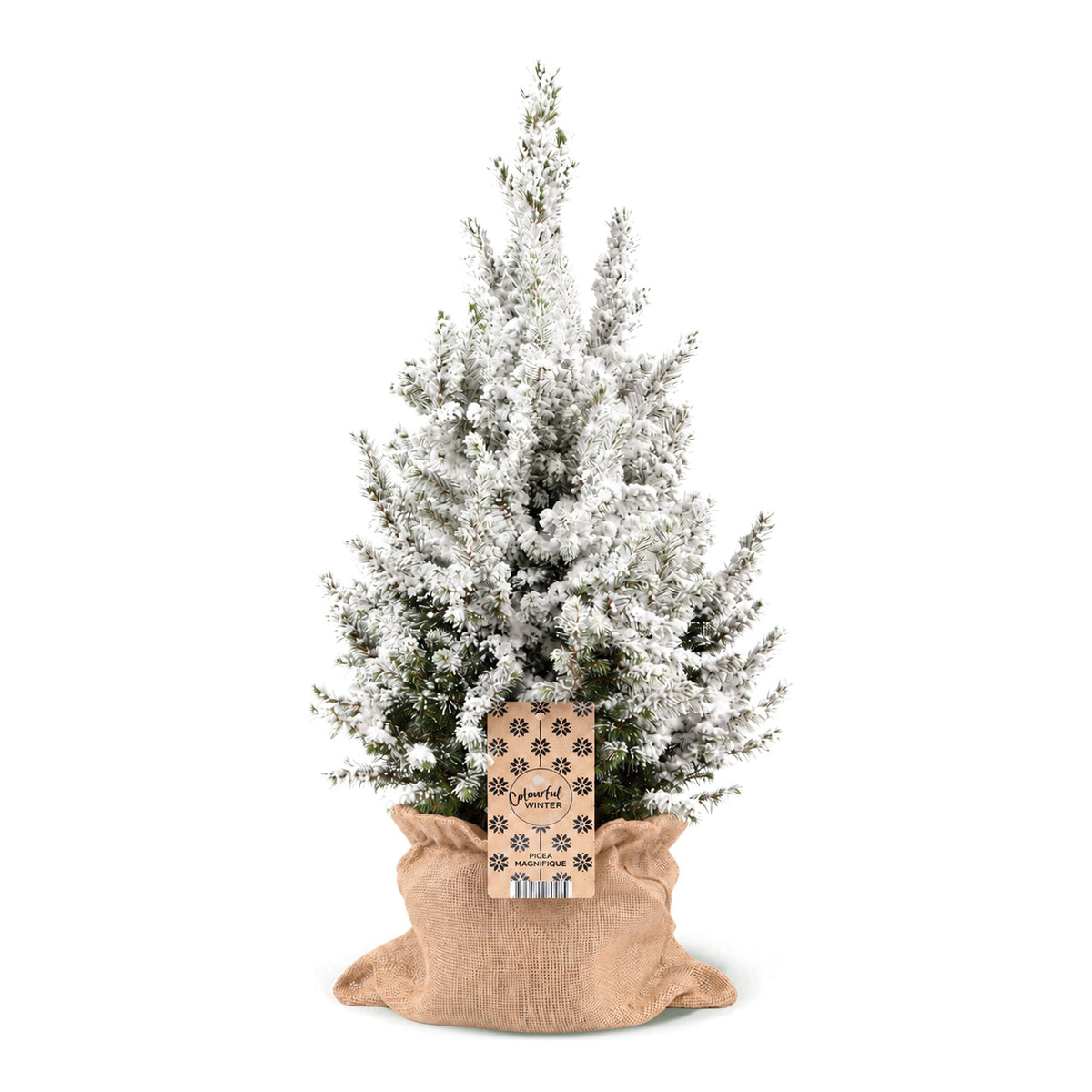 Épicéa 'Conica' enneigé 1 sapin en pot de 19 cm, sac en jute