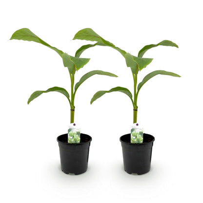 Musa Basjoo : Deux plants de bananier rustique en pot noir, prêts à être plantés, sur un fond blanc uni.