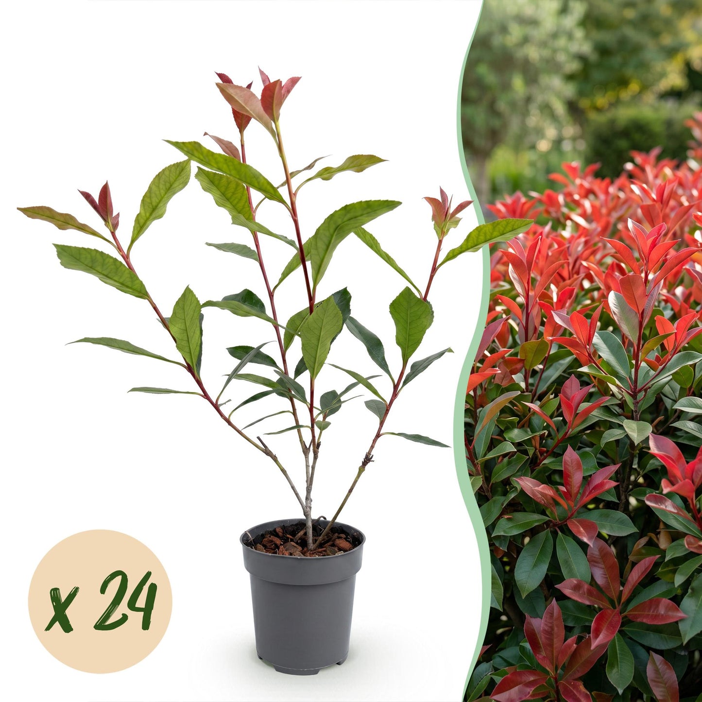 Photinia fraseri Carre Rouge : un jeune plant en pot avec une pastille 'x 24', et une haie adulte à feuillage rougeoyant.